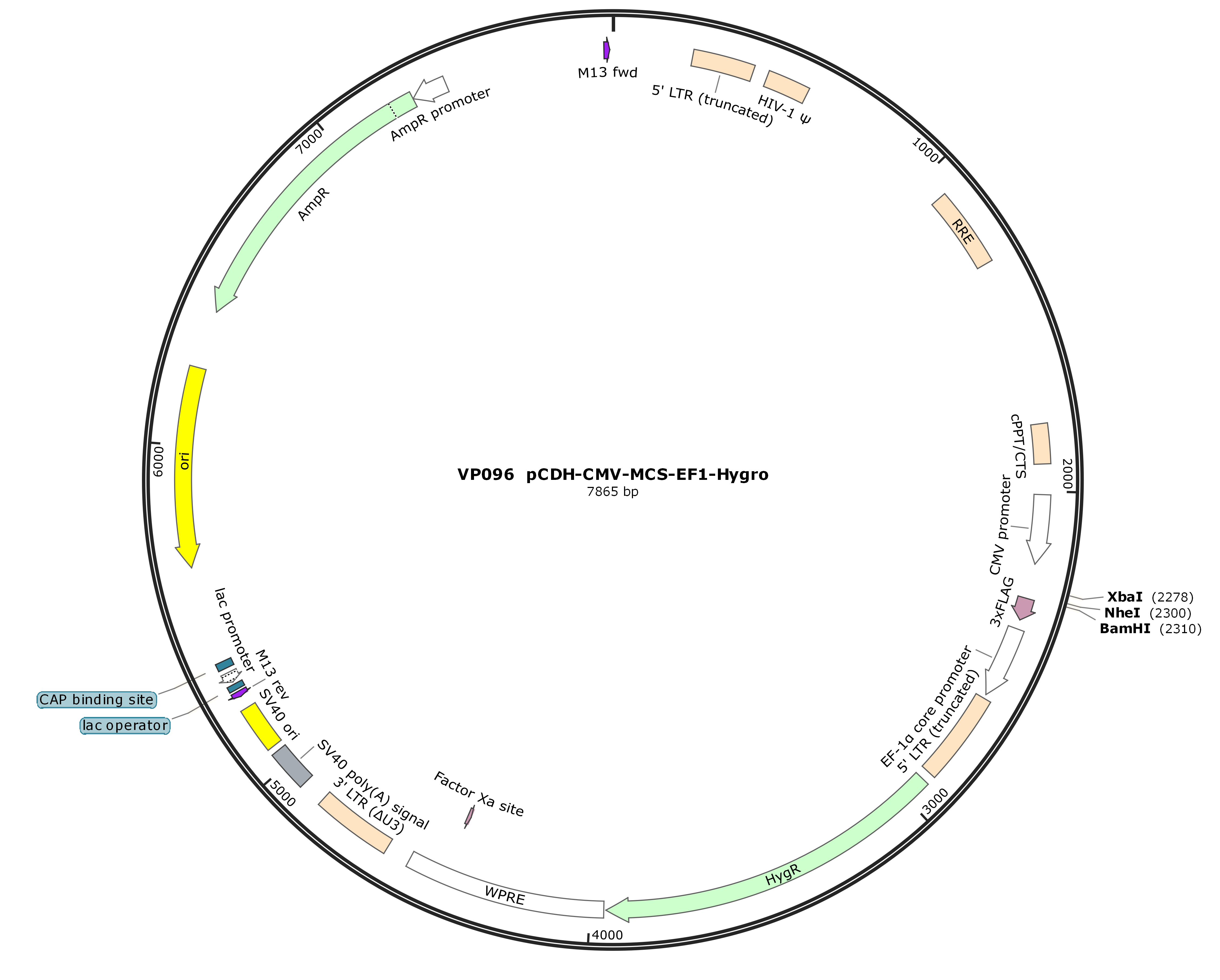 pCDH-CMV-MCS-EF1-Hygro